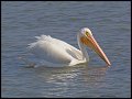 _3SB5518 american white pelican